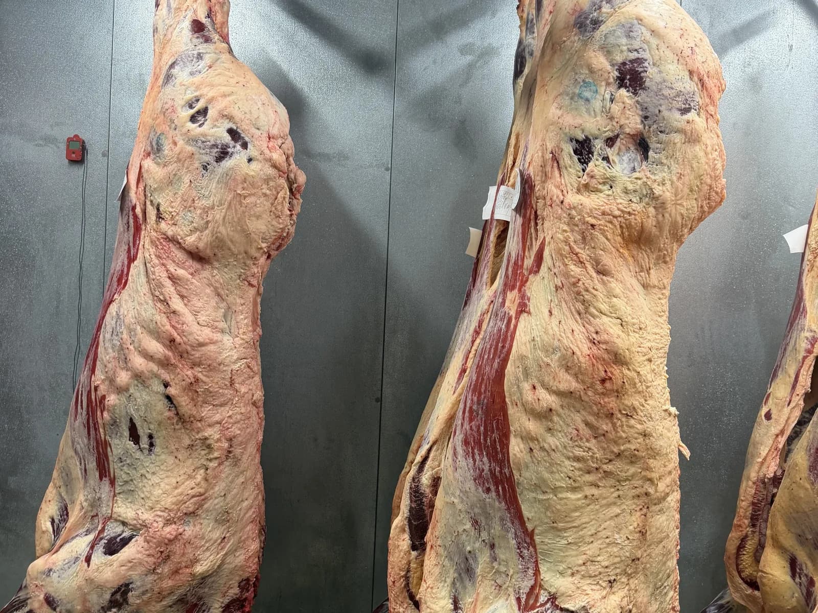 Two beef sides hanging in the cooler during the aging period
