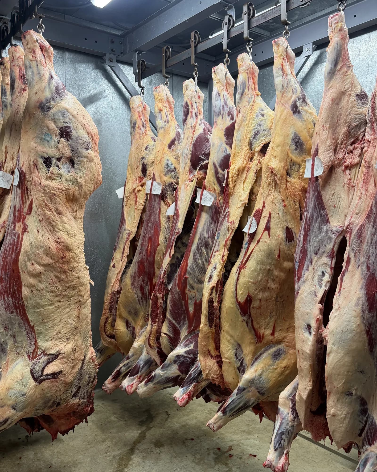 Beef sides hanging on the rail in the aging cooler at Parker County Beef Company